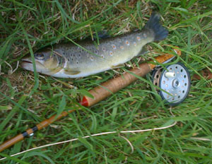 Brown Trout Brown trout caught with mayfly