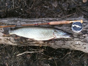 Pike Fly Fishing with Mohlin Reel pike fly fishing sm Awesome Fly Fishing Season Start