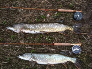 two pikes two rods pikes split cane bamboo rod sm Awesome Fly Fishing Season Start